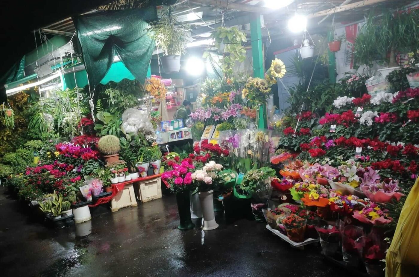 Piante e fiori Largo Santi Martiri dell’Uganda Roma