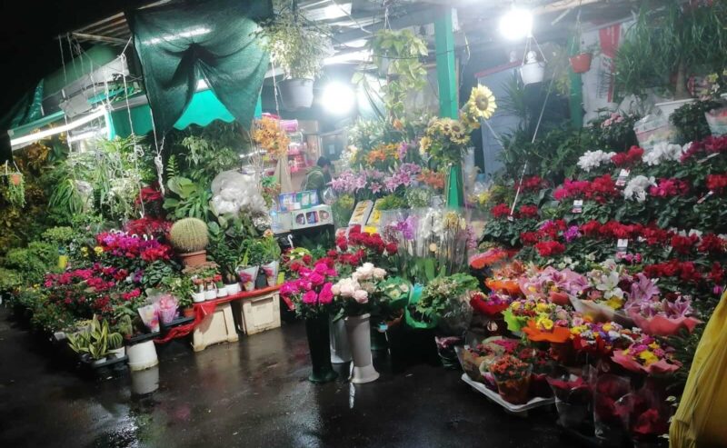 Piante e fiori Largo Santi Martiri dell’Uganda Roma
